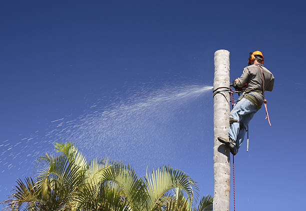 How Our Tree Care Process Works  in  Icard, NC