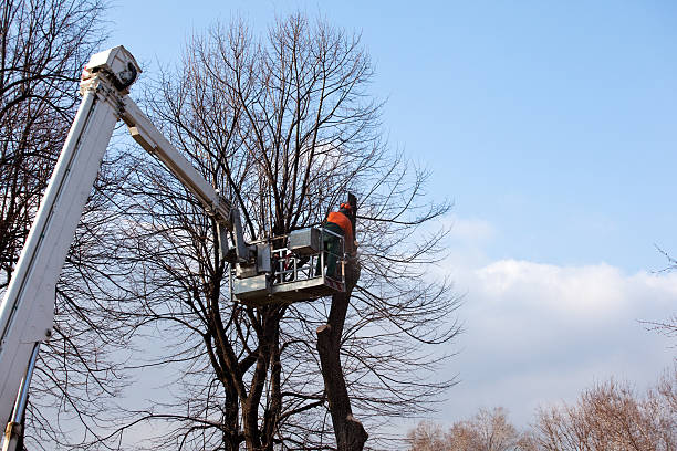 Professional Tree Services in Icard, NC